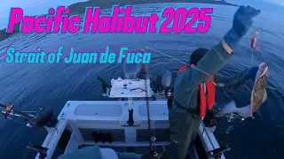 Halibut Fishing Sekiu / Neah Bay - MA 4, Day 2