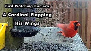 A Male Cardinal Flapping His Wings - Bird Watching Camera