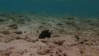 Marine fish guarding nesting sites