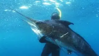Extreme Blue Water Action Spearfishing