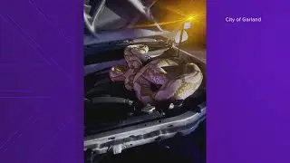 Garland animal control captures 15-foot Python despite 'multiple strike attempts'