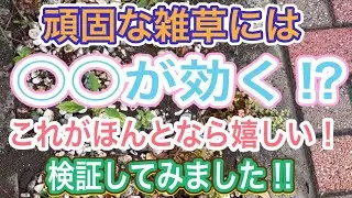 【ガーデニング】【雑草対策】次々生えてくるにっくき雑草に、あるものをぶっかけてみました‼️果たして効果があるのか⁉️農薬いらずなのが良きかな😆