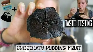 CHOCOLATE PUDDING FRUIT TASTE TEST || Black Sapote