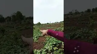farm diaries #subscribe #trending #family #shorts#support