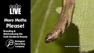 More Moths Please