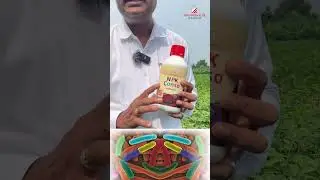 रासायनिक खताचा वापर कमी करून NPK conso ची आळवणी नक्की करा.