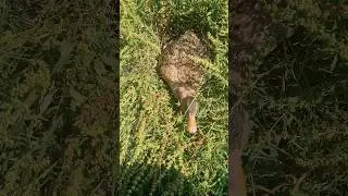 Mysterious Duck