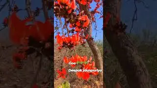 Nidhi chura Ke Gai Bindiya chura ke gane sajna goa short video tree 🌴🌴🌴 of Goa Deepak Deewana