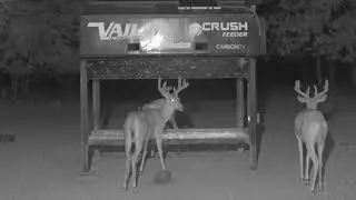 7.12.2023 ~ 10 Point With Good Brows and a Nice Kicker