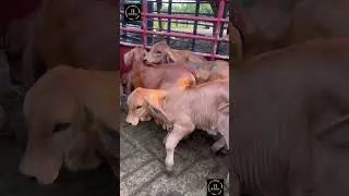 Anak sapi brahman #shorts #sapibrahman #sapi