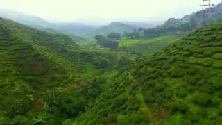 Cameron Highlands 4k