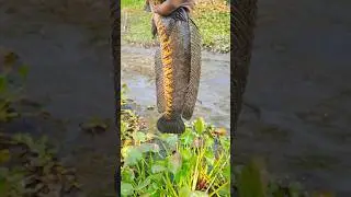 traditional big big soil fishing scene 🐟❤️ #fishing #fish