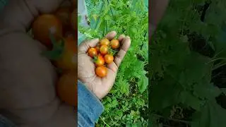 Wild Cherry Tomatoes Growing In A Greenhouse #tomato #gardengreenhouse #garden