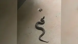Tips for baby copperhead season, according to local expert