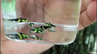 Endler - Campoma El Tigre premium green velvet black, pure wingei.