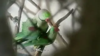 metting and how raw parrot cross 