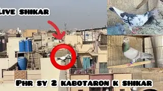 2 kabotron k shikar ✨🥀Live shikar @shehrmaindihat @itspigeonlover 