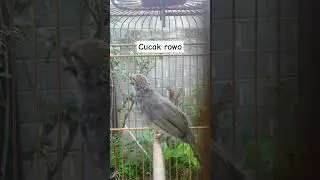 cucak rowo gacor #cucakrowo #burungmerdu #burung #masteranjernih #kicaumania #birds