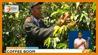Nyeri coffee farmers to earn more due to expected bumper harvest