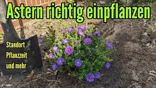 Astern pflanzen - Aster richtig einpflanzen richtiger Standort Pflanzzeitpunkt und mehr