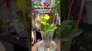 #flovers #plants #shortvideo #цветыдлядома #garden #цветущиеорхидеи