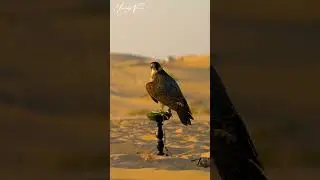 Desert Falcon | Master of the Arid Skies #shorts #birds #falcons