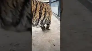 Touching the little tiger's big tail, it was very docile.🐯❤️#tiger #animals #cute #zoo
