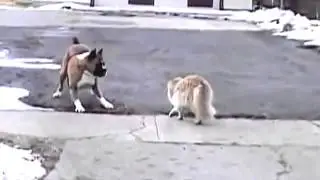 Funny CAT offends DOG / Прикол Кот обидел собаку 2015