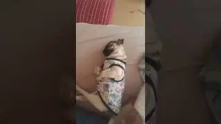 pug sleeping ☺☺
