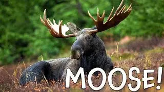 Moose!  Moose Facts for Kids