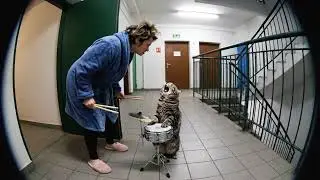Kot perkusista uciszony przez wściekłą sąsiadkę 🥁😂