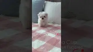 Maltese Puppies Available &hearts;️ #maltese #teacup #puppies #petshop #poodle #maltipoo