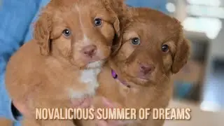 Novalicious Summer Of Dreams | Puppies! |