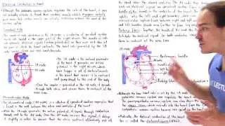 Electrical Conduction in the Heart