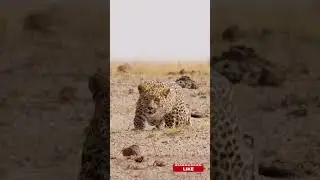 Watch as this predator silently crawls toward its prey, ready to strike! ⚡🔥 #HuntingMode #Wildlife