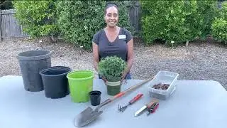 Transplanting Nursery Plants for a Healthy Start