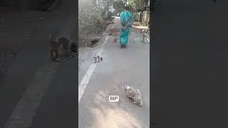 RIP puppies | died because of another dog bite 😭 #shorts #dog #youtubeshorts #short #dogshorts