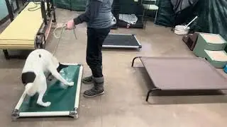 Training with Minnow!
