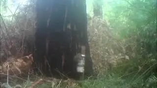 Agile Antechinus LANDTECH REMOTE CAMERA SURVEY