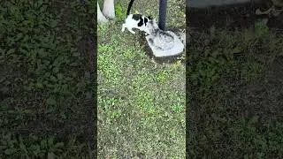 #قطط #cat #catlover #catvideos #cats #catplaying #catlovers #catstory #catshorts #catlife #nature