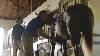 Visit Horse Country: Pin Oak Stud