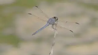 Nature: Dragonflies