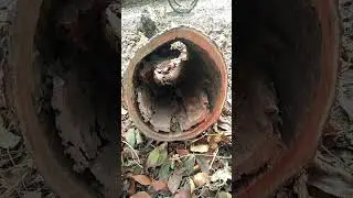 উইপোকা গাছটিকে শোরা করে দিছে।