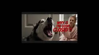 POV You Just Wanted 5 Minutes Of Peace But Your Dramatic Husky Said No 🐺🚫🚽 #youtubeshorts #petcomedy