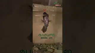 #Aquarium Fish Tank Cleaning | ஆயுதபூஜை special  in Tamil | Aquarium Tips #ytshorts