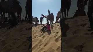 Camel festival Bikaner 2023