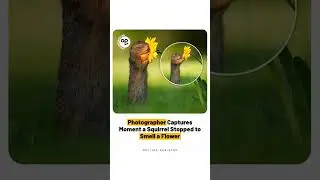 Dutch photographer captured the moment a ground squirrel stopped to smell a yellow daisy in Austria