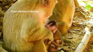 Wow wow wow cute baby monkey, Baby monkey crying, Mom weaning baby, Fresh Newborn Monkey 1031