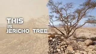 The Mystery of Life|of the Jericho Tree