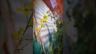 Soft Sa Rang, Gehri Si Baat 🌸 | Cinematic Flowers | Teri Galliya